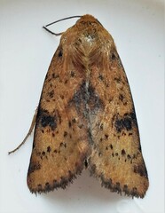 Heliothis acesias