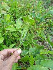Arisaema jacquemontii