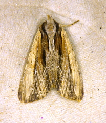 Apamea verbascoides