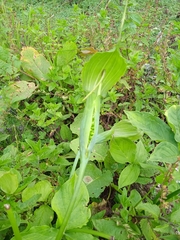Arisaema jacquemontii