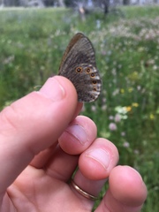Coenonympha haydenii