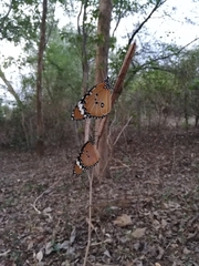 Danaus chrysippus