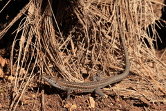 Gallotia atlantica
