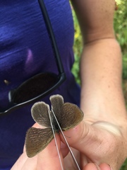 Coenonympha haydenii