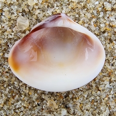 Meretrix astricta