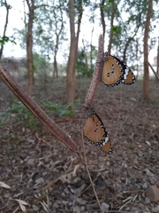 Danaus chrysippus