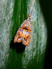 Lecithocera biferrinella