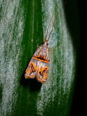 Lecithocera biferrinella