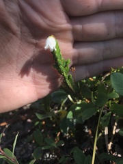 Cassiope tetragona