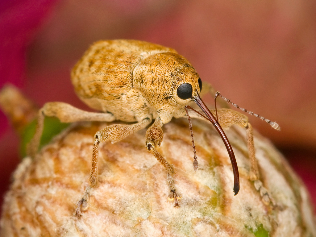 California Acorn Weevil