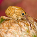 California Acorn Weevil - Photo Ryan Kaldari, no known copyright restrictions (public domain)