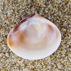 Meretrix astricta