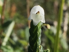Cassiope tetragona