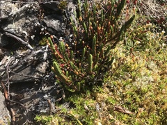 Cassiope tetragona