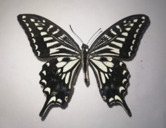 Papilio xuthus