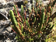 Cassiope tetragona