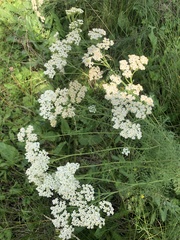 Achillea nobilis