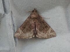 Hypena abalienalis