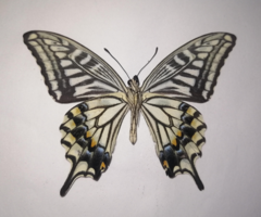 Papilio xuthus