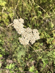 Achillea nobilis