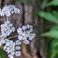 Gasteruption assectator