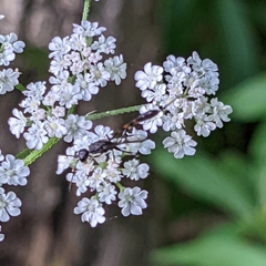 Gasteruption assectator