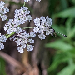 Gasteruption assectator