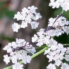 Gasteruption assectator