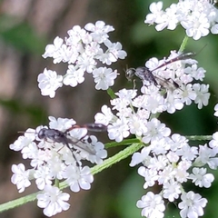 Gasteruption assectator