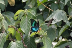 Papilio palinurus