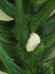 Eriococcus araucariae