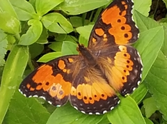 Precis octavia octavia