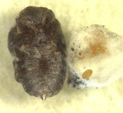 Eriococcus araucariae