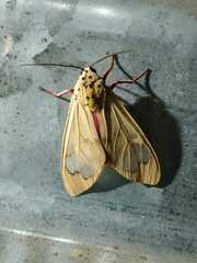 Amerila madagascariensis