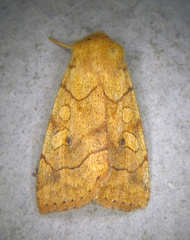 Enargia fausta