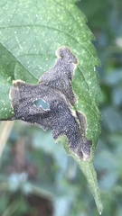 Agromyza ambrosivora