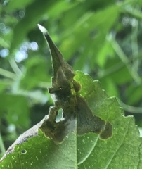 Agromyza ambrosivora