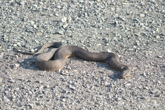 Homalopsis mereljcoxi