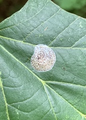 Phyllonorycter tiliacella