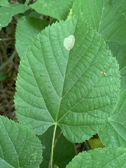 Phyllonorycter tiliacella