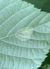 Phyllonorycter tiliacella