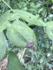 Agromyza ambrosivora