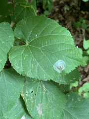 Phyllonorycter tiliacella