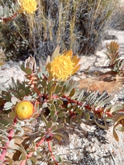 Leucadendron cadens