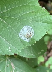 Phyllonorycter tiliacella