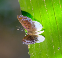 Adelotypa leucocyana
