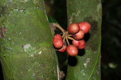 Polyalthia cauliflora