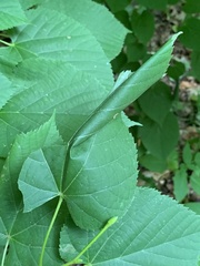 Pantographa limata