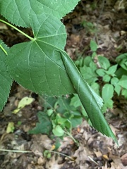 Pantographa limata