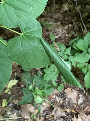 Pantographa limata
